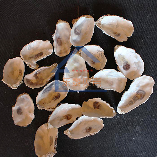威海牡蛎壳